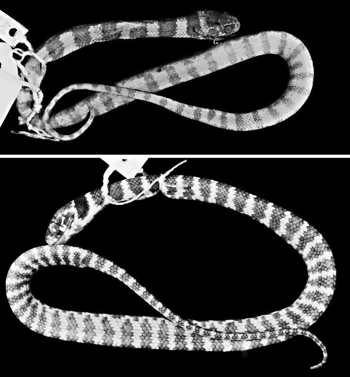 Dipsas oreas Complex in Ecuador and Peru Cadle 95 Figure 12. Juvenile patterns in Dipsas elegans (Boulenger).