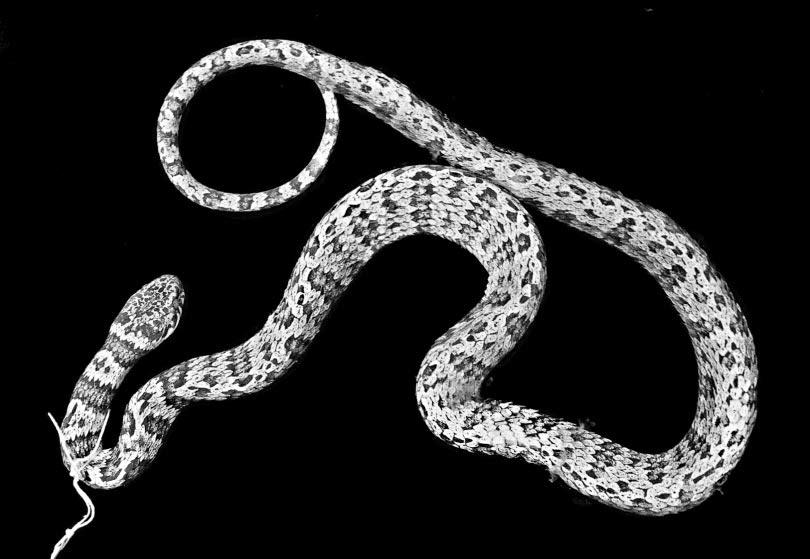 Dipsas oreas Complex in Ecuador and Peru Cadle 97 Figure 13. Dipsas elegans (Boulenger), an adult from Pallatanga, Chimborazo Province, Ecuador. This specimen represents the southernmost record for D.