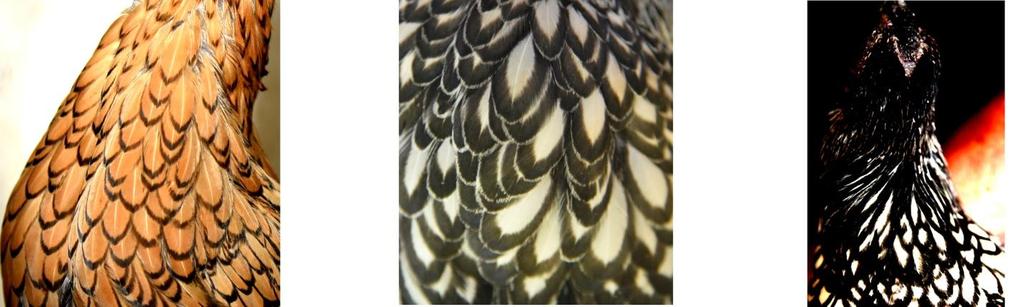 The crescent tipped feathers are Frosted feathers with an outer These feathers at the back of the mainly on the breast. edge of the background colour. neck are almond shaped, without.
