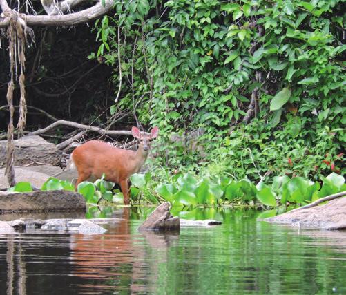 Waterfall Travel Red Brocket AMAZON RAINFOREST My third and final destination in a three-week birding/mammal watching trip to South America, was a six-day visit to the Amazon Rainforest in the far