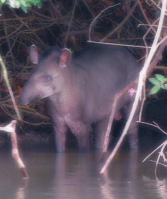Above: Brazilian Tapir. Not surprisingly, the breeding behaviour of the species is likewise unusual.