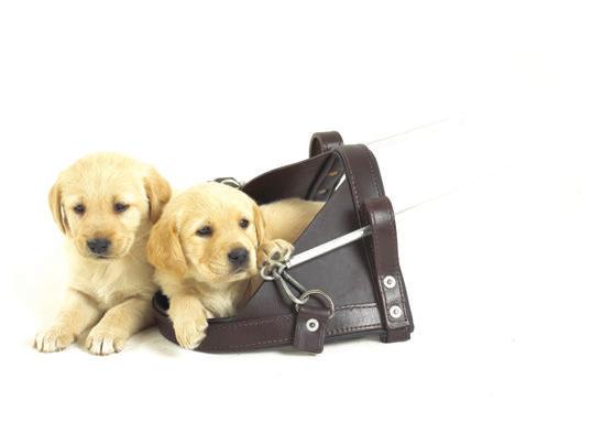 Waterfall Lifestyle SA GUIDE-DOGS ASSOCIATION Owning a service dog or guide dog is a life-changing experience for someone with a disability, or visual impairment it s an all-inclusive package of