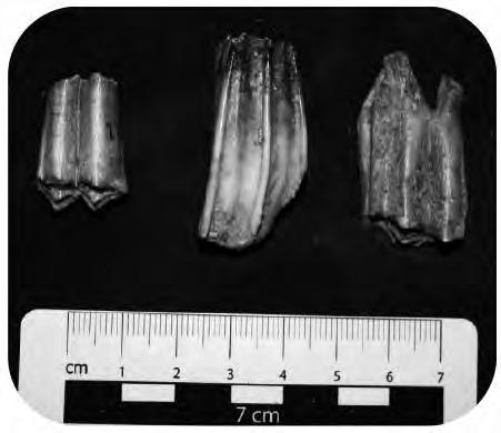 212 DIOGO MOTA & J. L. CARDOSO FIGURE 8 Caprine mandibular teeth: Right M2 (left); Left M3 (middle); Left M3 (right).
