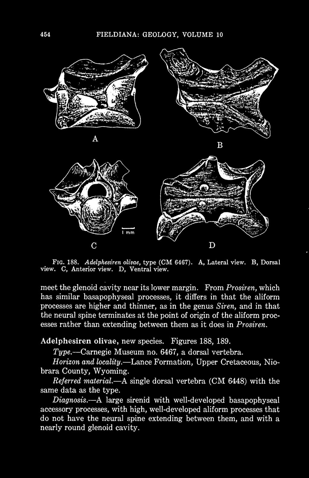 Figures 188, 189. Type. Carnegie Museum no. 6467, a dorsal vertebra. Horizon and locality. Lance Formation, Upper Cretaceous, Niobrara County, Wyoming.