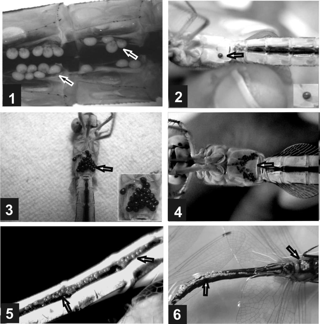 Ectoparasitism of anisopteran dragonflies by water mite larvae of Arrenurus spp