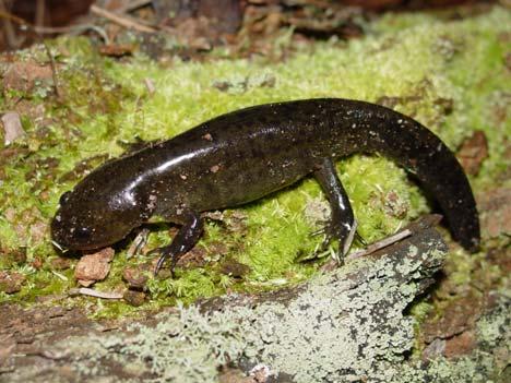 COMMON NAME: Mole Salamander SCIENTIFIC NAME: Ambystoma talpoideum STATUS IN STUDY AREA: Species of Special Concern North Carolina HABITAT: Mole salamanders can be found in a variety of forested