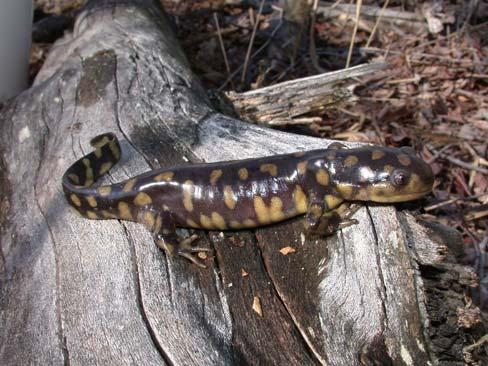 COMMON NAME: Eastern Tiger Salamander SCIENTIFIC NAME: Ambystoma tigrinum STATUS IN STUDY AREA: Species of Special Concern South Carolina HABITAT: Tiger salamanders can be found in a variety of