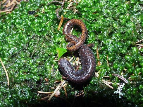 COMMON NAME: Four-toed Salamander SCIENTIFIC NAME: Hemidactylium scutatum STATUS IN STUDY AREA: Species of Special Concern North Carolina HABITAT: Four-toed salamanders are generally restricted to