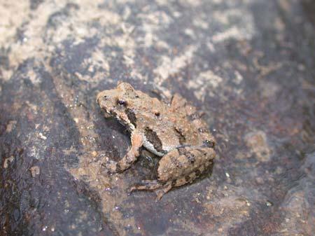 COMMON NAME: Northern Cricket Frog SCIENTIFIC NAME: Acris crepitans STATUS: Species of Special Concern South Carolina HABITAT: Cricket frogs (Acris sp.