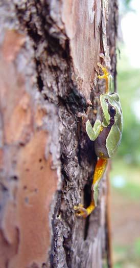 COMMON NAME: Pine Barrens Treefrog SCIENTIFIC NAME: Hyla andersonii STATUS IN STUDY AREA: Threatened South Carolina HABITAT: Pine barrens treefrogs are generally found breeding in seasonal wetlands