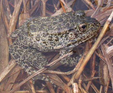 COMMON NAME: Gopher Frog SCIENTIFIC NAME: Rana capito STATUS IN STUDY AREA: Endangered South Carolina HABITAT: Gopher frogs can be found in pine or sandhills habitats and breed exclusively in