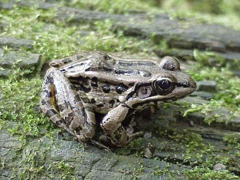 COMMON NAME: Pickerel Frog SCIENTIFIC NAME: Rana palustris STATUS IN STUDY AREA: Species of Special Concern South Carolina HABITAT: Pickerel frogs are most commonly associated with swamps and large
