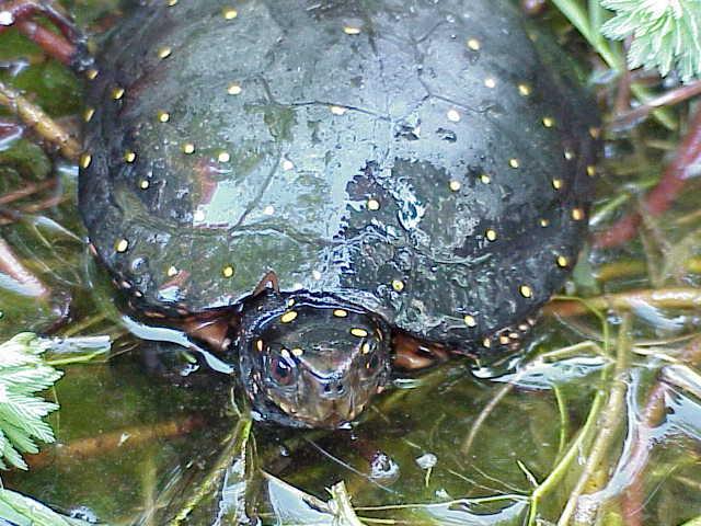 COMMON NAME: Spotted Turtle SCIENTIFIC NAME: Clemmys guttata STATUS IN STUDY AREA: Threatened South Carolina HABITAT: Spotted turtles are found in a variety of swampy, marshy habitats.