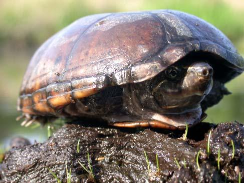 COMMON NAME: Striped Mud Turtle SCIENTIFIC NAME: Kinosternon baurii STATUS IN STUDY AREA: Species of Special Concern South Carolina HABITAT: Striped mud turtles are primarily found in floodplain