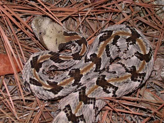 COMMON NAME: Timber/Canebrake Rattlesnake SCIENTIFIC NAME: Crotalus horridus STATUS IN STUDY AREA: Species of Special Concern South Carolina and North Carolina HABITAT: Timber rattlesnakes are found