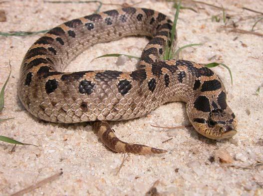 COMMON NAME: Southern Hognose Snake SCIENTIFIC NAME: Heterodon simus STATUS IN STUDY AREA: Species of Special Concern South Carolina HABITAT: Southern hognose snakes are found primarily in upland