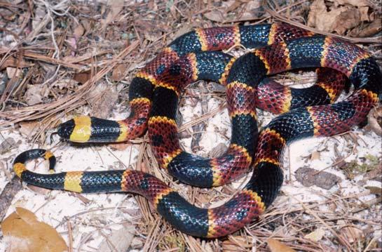COMMON NAME: Eastern Coral Snake SCIENTIFIC NAME: Micrurus fulvius STATUS IN STUDY AREA: Species of Special Concern South Carolina HABITAT: Coral snakes are found primarily in upland sandhills