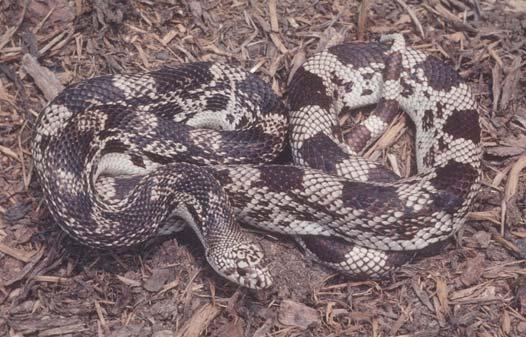 COMMON NAME: Pine Snake SCIENTIFIC NAME: Pituophis melanoleucus STATUS IN STUDY AREA: Species of Special Concern South Carolina HABITAT: Pine snakes are found primarily in upland sandhills habitats.