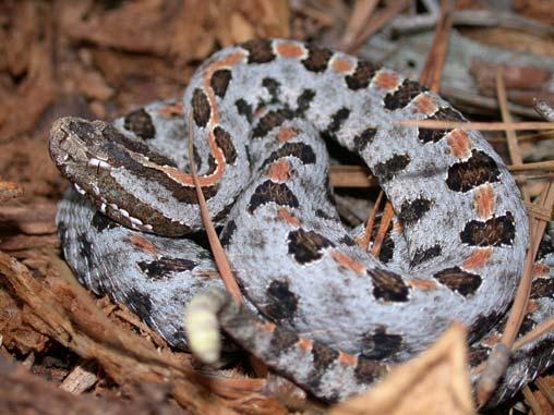 COMMON NAME: Pigmy Rattlesnake SCIENTIFIC NAME: Sistrurus miliarius STATUS IN STUDY AREA: Species of Special Concern North Carolina HABITAT: Pigmy rattlesnakes are found primarily in forested areas