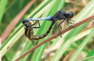 [ 102] Dragonflies & Damselflies of Orissa and Eastern India BLUE MARSH HAWK Orthetrum glaucum Abdomen Wing Wing Spot Eye Male 29-35 mm 33-40 mm Dark Dark green capped reddish brown with reddish