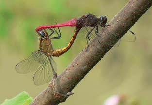 [ 106] Dragonflies & Damselflies of Orissa and Eastern India CRIMSON-TAILED MARSH HAWK Orthetrum pruinosum Abdomen Wing Wing Spot Eye Male 28-31 mm 32-36 mm Reddish Black and brown bluish grey Female