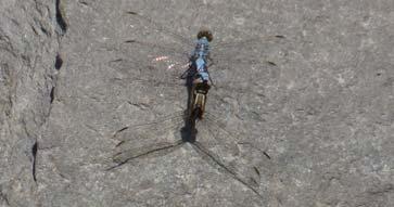 [ 110] Dragonflies & Damselflies of Orissa and Eastern India TAENIOLATE MARSH HAWK Orthetrum taeniolatum Abdomen Wing Wing Spot Eye Male 22-25 mm 25-27 mm Ochreous Greyish blue Female 24 mm 28 mm