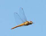 [ 114] Dragonflies & Damselflies of Orissa and Eastern India WANDERING GLIDER Pantala flavescens Abdomen Wing Wing Spot Eye Male 29-35 mm 38-40 mm Bright reddish Reddish brown brown bluish onside