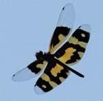 [ 120] Dragonflies & Damselflies of Orissa and Eastern India COMMON PICTURE WING Rhyothemis variegata Abdomen Wing Wing Spot Eye Male 23-25 mm 33-36 mm Black Black reddish brown Female 20-22 mm 28-37
