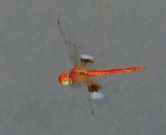 [ 124] Dragonflies & Damselflies of Orissa and Eastern India CORAL-TAILED CLOUD WING Tholymis tillarga Abdomen Wing Wing Spot Eye Male 28-33 mm 33-37 mm Reddish brown Reddish olive with brown cap