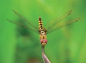 [ 138] Dragonflies & Damselflies of Orissa and Eastern India GREATER CRIMSON GLIDER Urothemis signata Abdomen Wing Wing Spot Eye Male 27-28 mm 34-37 mm Ochreous and Blood red above, pale yellowish