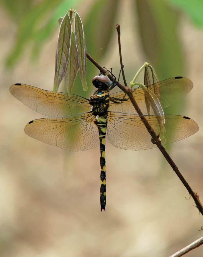 Pratyush Mohapatra Dragonflies &