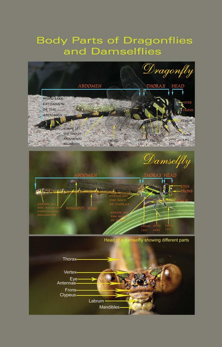 [ 14] Dragonflies & Damselflies of Orissa and