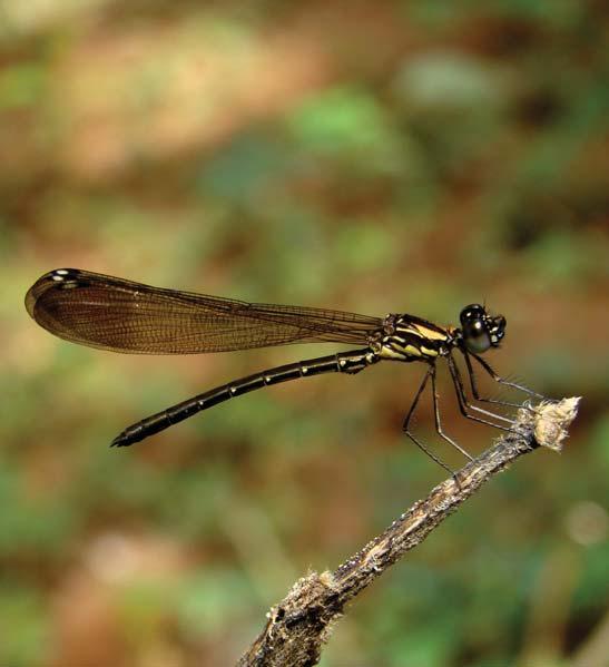 Dragonflies & Damselflies of Orissa and Eastern India [159] FAMILY CHLOROCYPHIDAE Chlorocyphids or Stream Jewels are medium-sized damselflies characterised by large prominent eyes and a conspicuously
