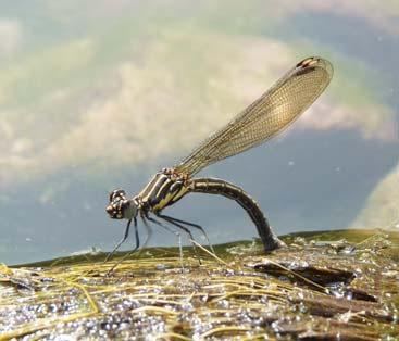 [ 164] Dragonflies & Damselflies of Orissa and Eastern India BLACK EMPEROR Rhinocypha quadrimaculata Abdomen Hindwing Wing Spot Eye Male 25 mm 27 mm Black with Black white edge