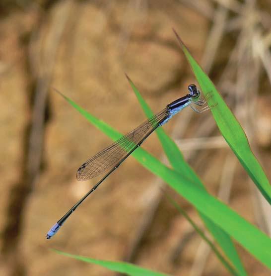 Dragonflies & Damselflies of Orissa and Eastern India [165] FAMILY COENAGRIONIDAE Coenagrionids or Marsh Darts are small or medium-sized damselflies with transparent wings which are rounded at their