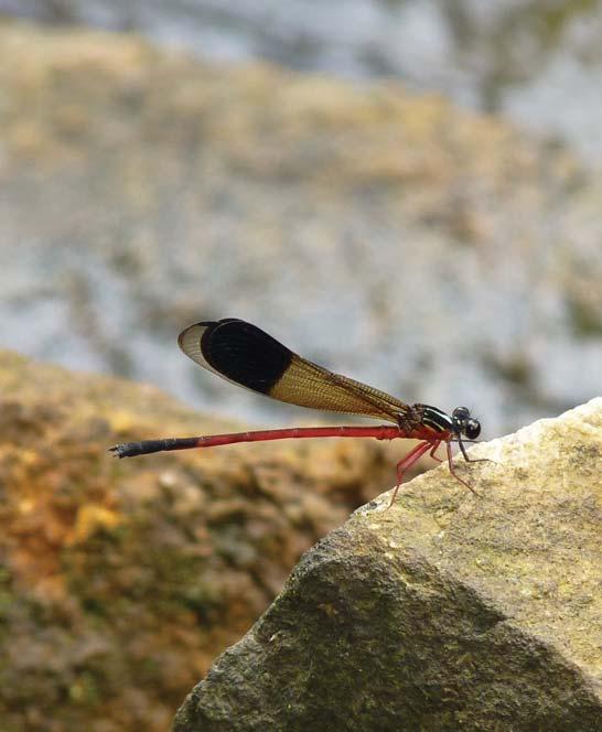 Dragonflies & Damselflies of Orissa and Eastern India [207] FAMILY EUPHAEIDAE Euphaeids or Torrent Darts are large damselflies with large round eyes.