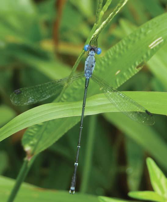Dragonflies & Damselflies of Orissa and Eastern India [211] FAMILY LESTIDAE Lestids or Spreadwings are medium-sized damselflies with predominantly green or brown ground colour, sometimes with
