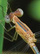 [ 218] Dragonflies & Damselflies of Orissa and Eastern India EMERALD-STRIPED SPREADWING Lestes viridulus Abdomen Hindwing Wing Spot Eye Male 34-35 mm 23-24 mm Khaki Brown above, Brown golden yellow