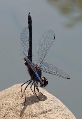 Dragonflies & Damselflies of Orissa and Eastern India [21] are Cruisers or Patrollers, choosing to patrol their territory in sustained back and forth flight.
