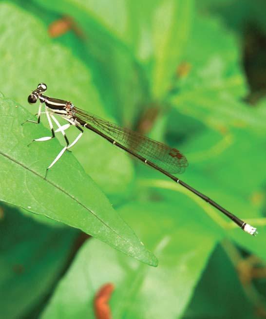 Dragonflies & Damselflies of Orissa and Eastern India [221] FAMILY PLATYCNEMIDIDAE Platycnemidids or Bush Darts are medium-sized Damselflies which are coloured black with mostly yellow markings, with
