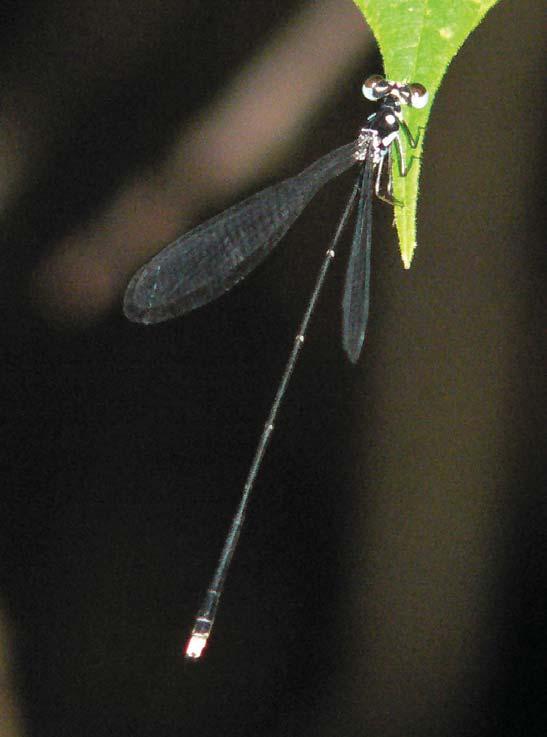 Dragonflies & Damselflies of