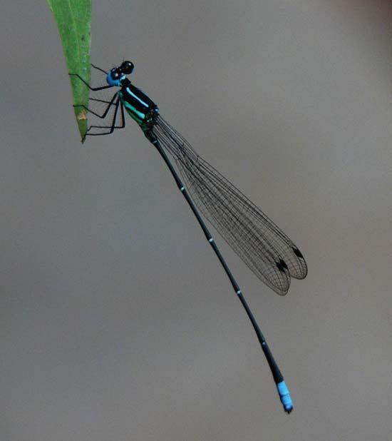 Dragonflies & Damselflies of Orissa and Eastern India [231] FAMILY PROTONEURIDAE Protoneurids or Bamboo Tails are medium to large-sized damselflies, mostly with transparent wings which are rounded or
