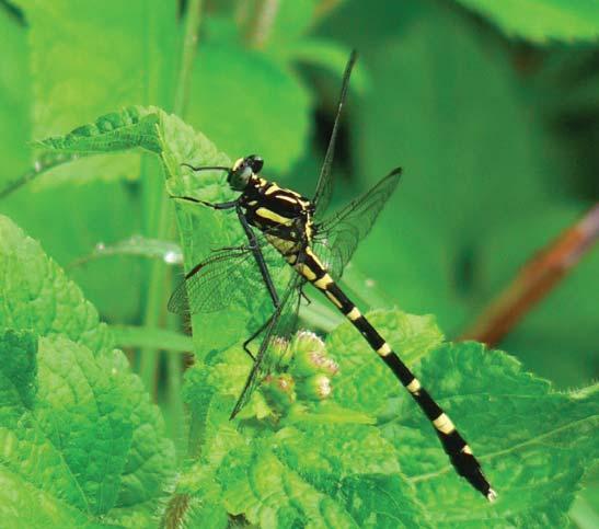 Dragonflies & Damselflies of Orissa and Eastern India [29] 4.
