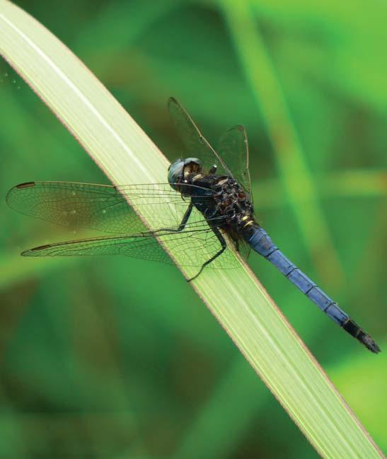 Dragonflies & Damselflies of Orissa and Eastern India [59] FAMILY LIBELLULIDAE Libellulids or Skimmers which come in all sizes from small to large and almost all colours, are the most heterogenous