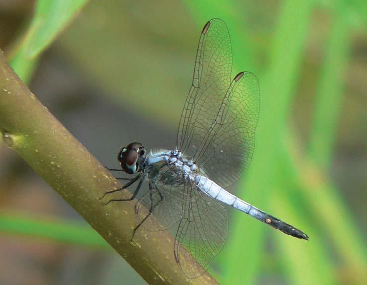 Dragonflies &