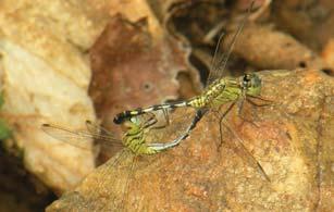 [ 82] Dragonflies & Damselflies of Orissa and Eastern India GROUND SKIMMER Diplacodes trivialis Abdomen Wing Wing Spot Eye Male 19-22 mm 22-23 mm Dark grey Reddish brown or Black & pale bluish Female