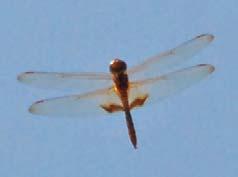 [ 84] Dragonflies & Damselflies of Orissa and Eastern India AMBER-WINGED MARSH GLIDER Hydrobasileus croceus Abdomen Wing Wing Spot Eye Male 29-33 mm 40-42 mm Rusty Reddish brown Brown & yellowish