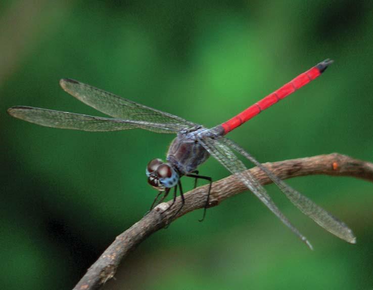 Dragonflies &