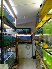 4: If you could, would you use 20 gallon longs vs the regular 10 gallon tanks for guppies?