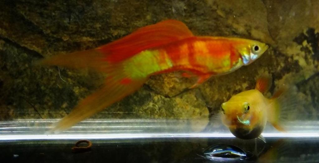 11: What was the worst thing that happened to you while you have been breeding guppies? Being unable to find a remedy for worm infestations in the early to mid 1990 s.